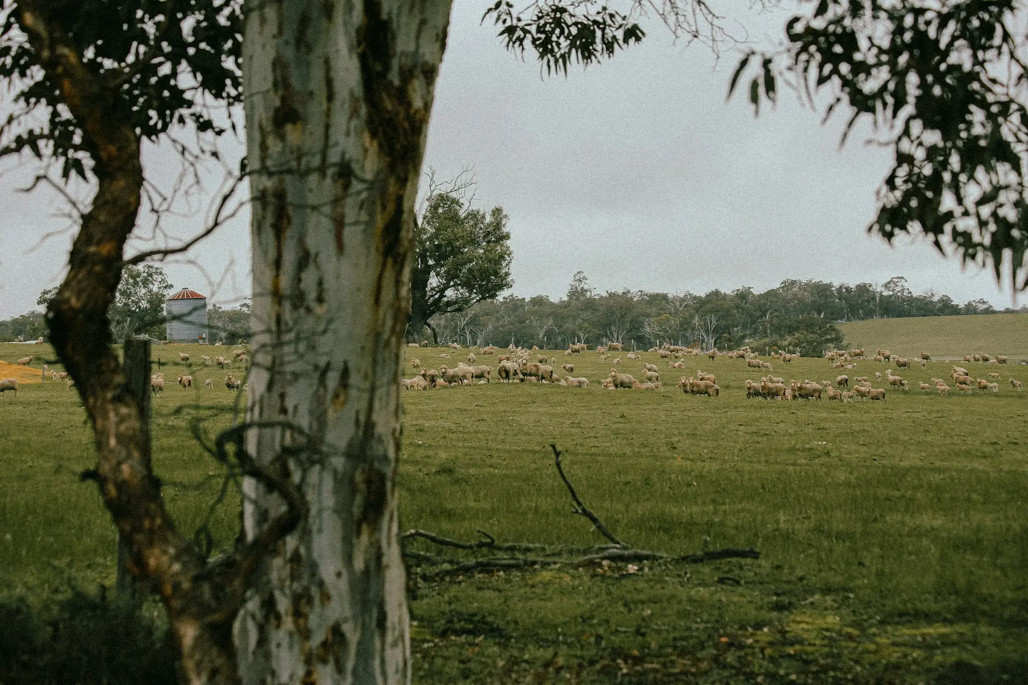 Flock of sheep grazing in a green paddock framed by a gum tree